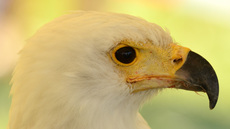 Schrei-Seeadler (6).jpg